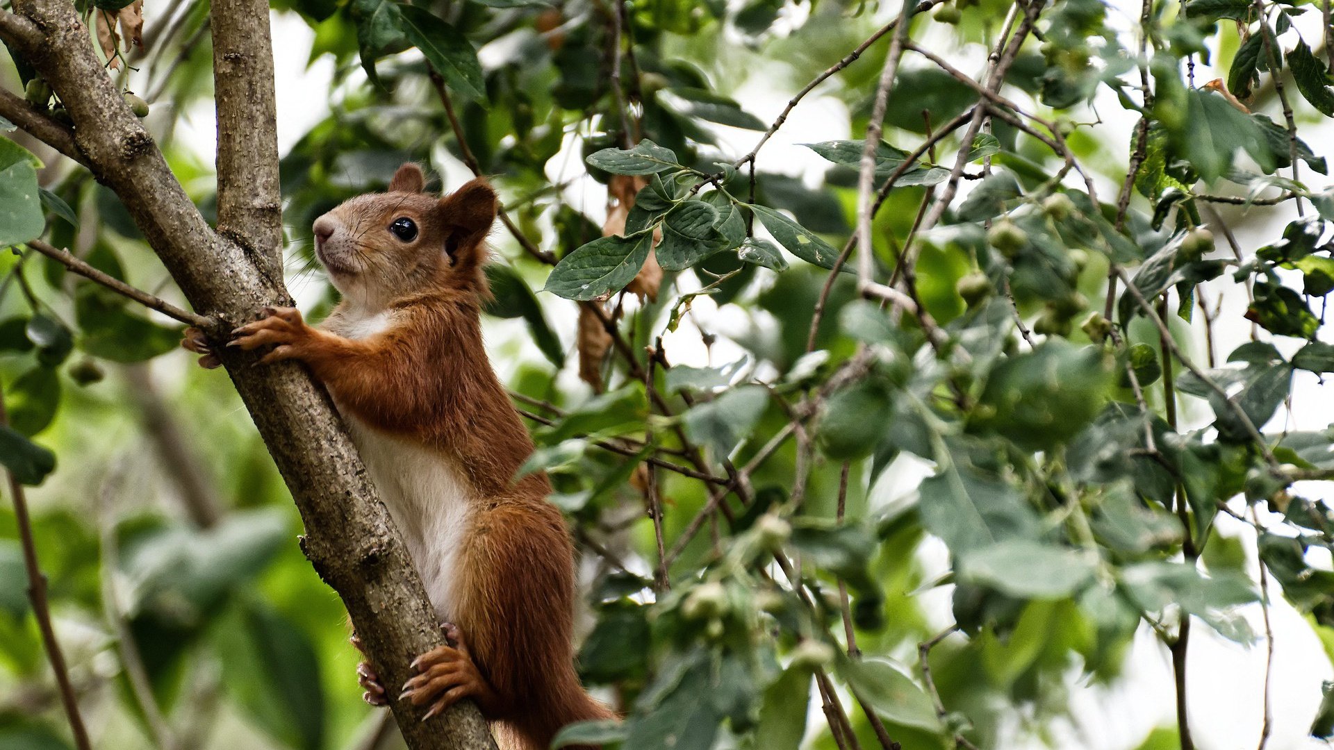 冰封王座的对决，当阿森纳战火燃至冰岛，莱万以维京战鼓的节奏主宰战场