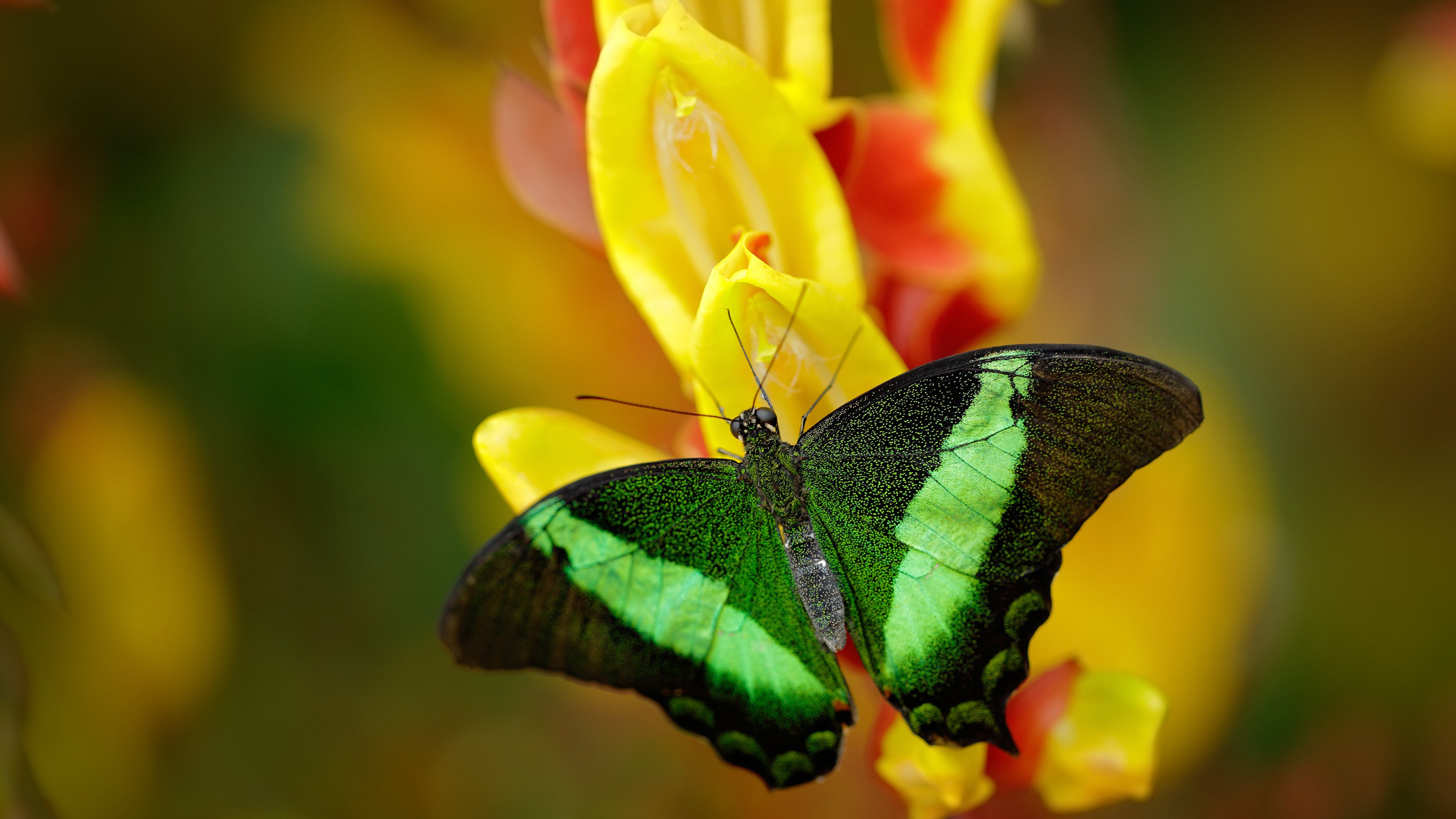 奥纳纳的跨界征服，从几内亚冲垮雷恩到F1揭幕战称王