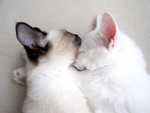 冷血战神！总决赛之夜字母哥斩落宿敌，关键回合从不手软