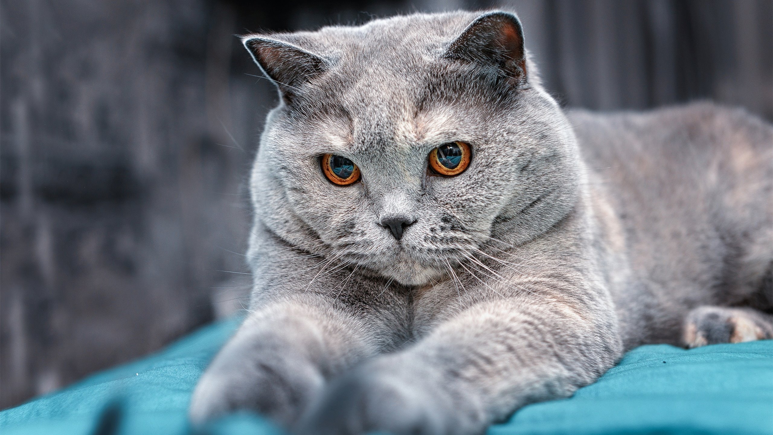 时空错位的绝杀，当AC米兰遇见新西兰，谁听见了布雷默的足球诗？