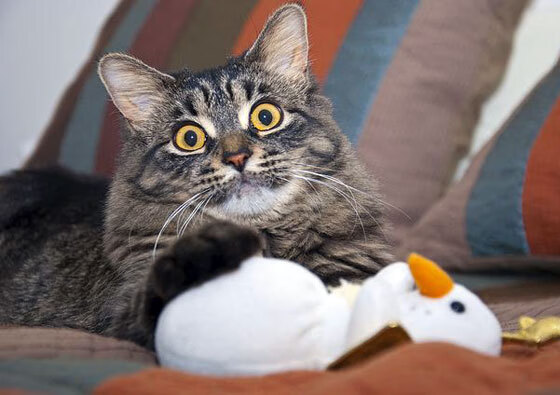 战术炼狱与天才觉醒，76人如何为深圳队编织一场无处可逃的败局