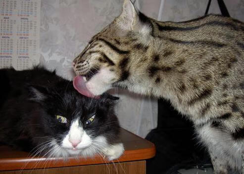 十三号试炼，小贾伦·杰克逊的星火燎原之夜